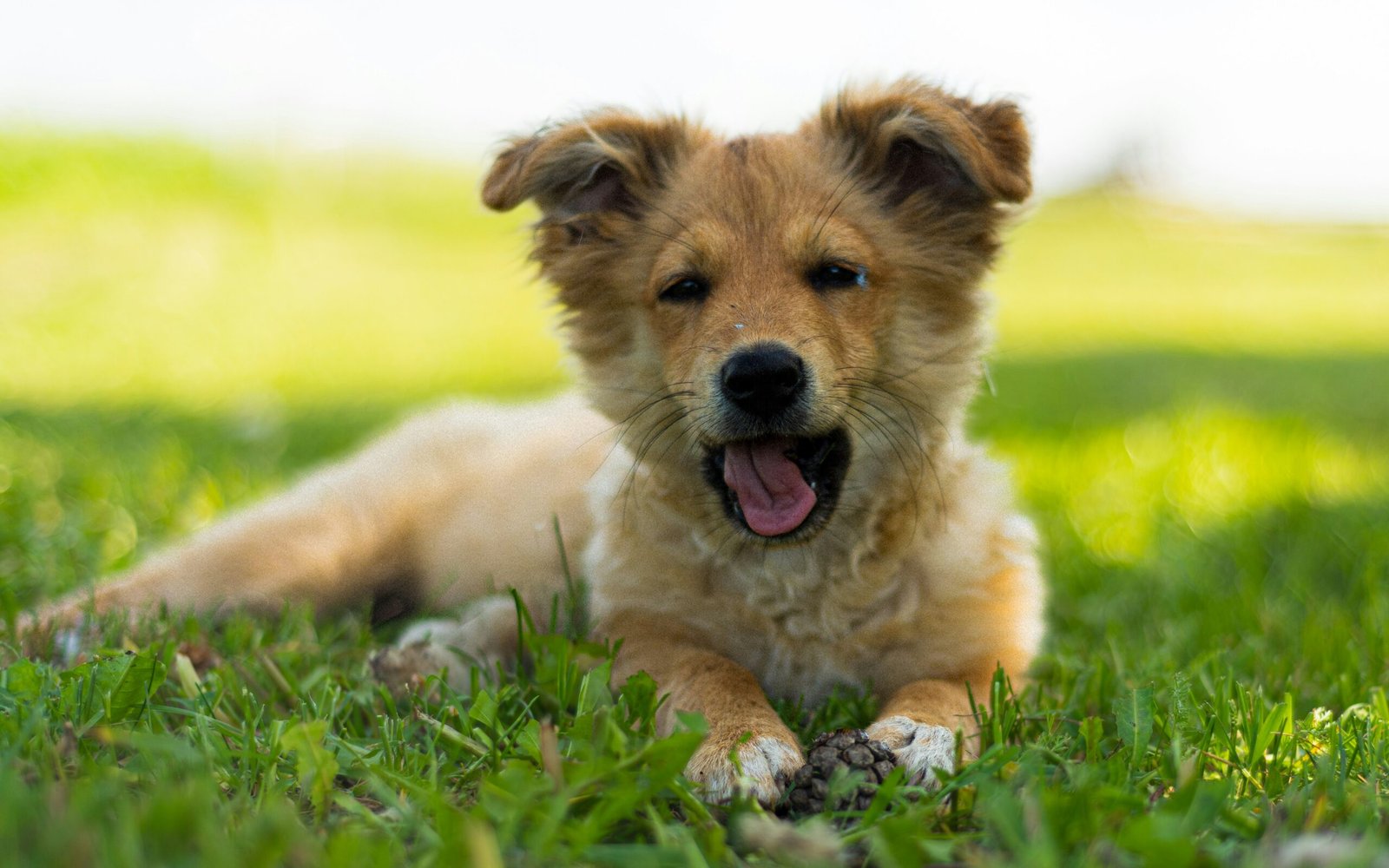 a brown dog laying on top of a lush green field