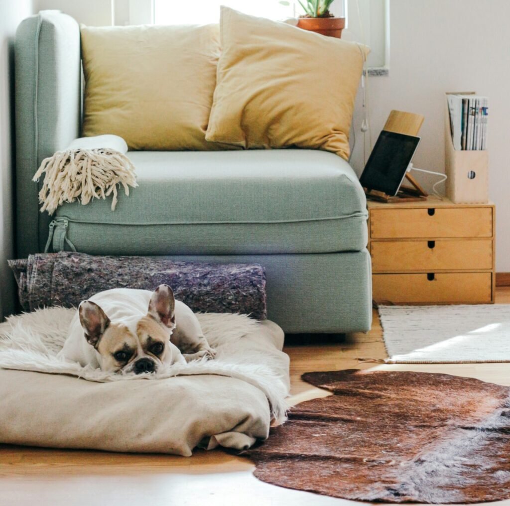 beige puppy lying on brown textile