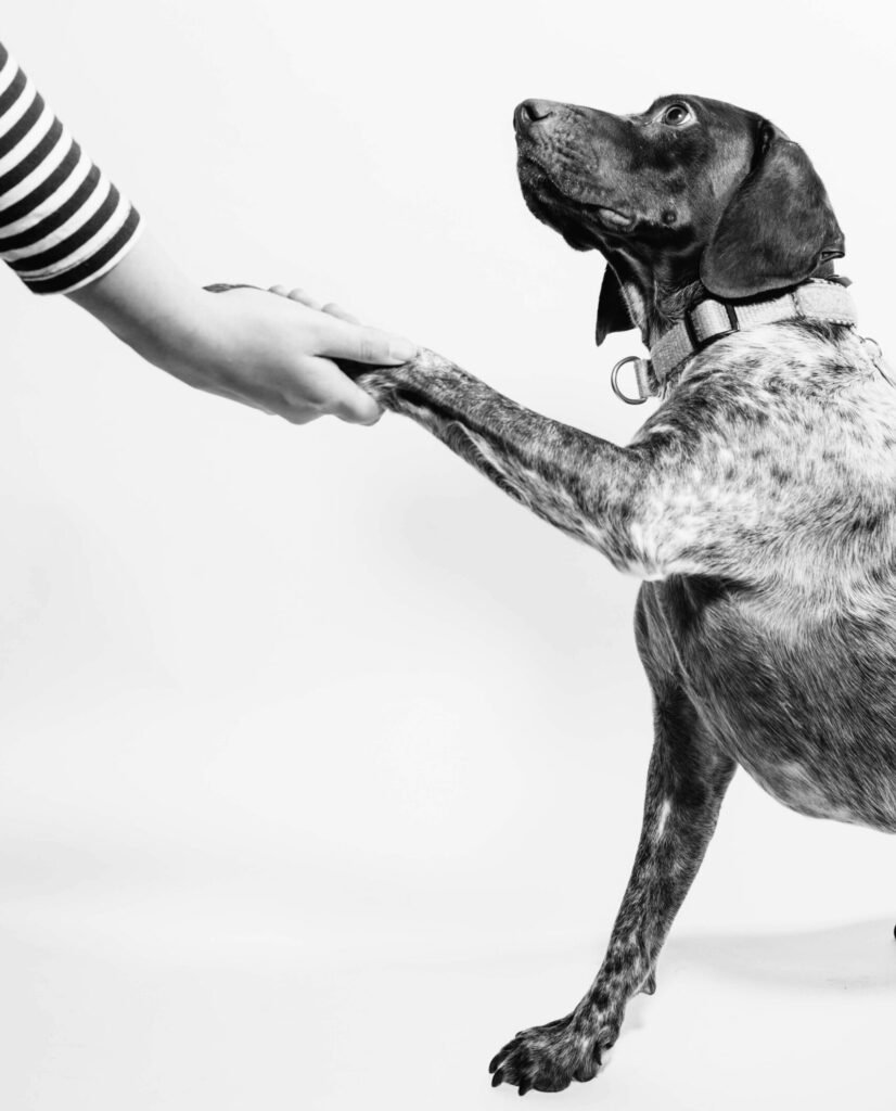 grayscale photo of person and dog holding hands