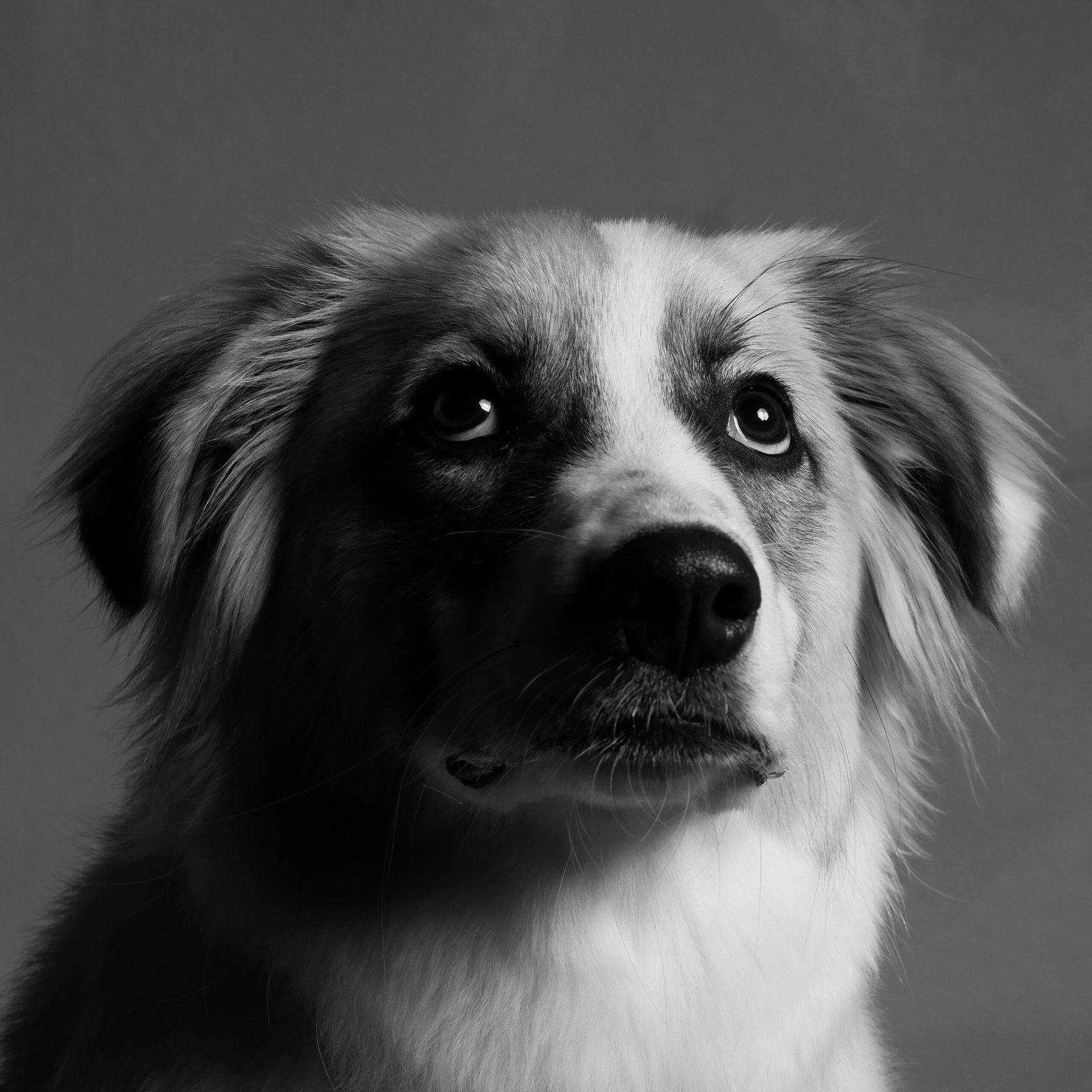 a black and white dog