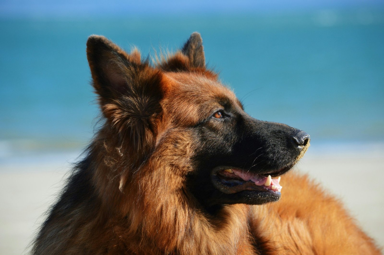 adult tan and black German shepherd