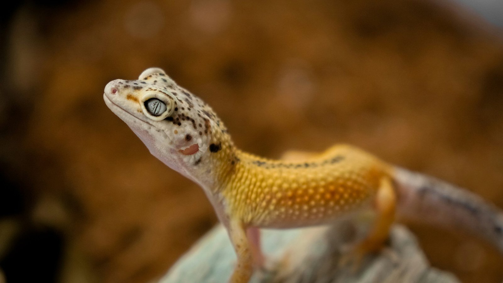 brown and white lizard on brown wood